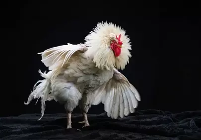 Majestic White Rooster Displaying Feathers on Black Background