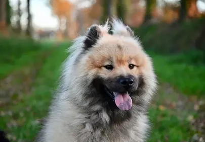 Joyful Eurasier: Fluffy Dog's Autumn Outdoor Adventure