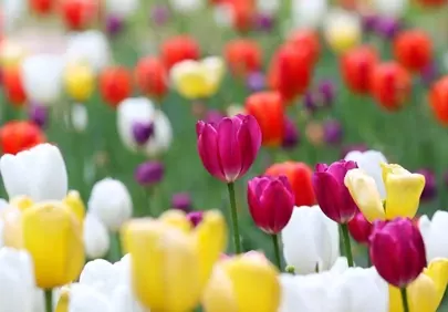 Vibrant Tulip Garden: A Kaleidoscope of Spring Blooms