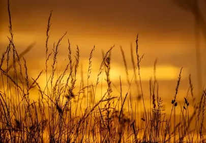 Golden Hour Glow: Tranquil Sunset Grass Silhouettes