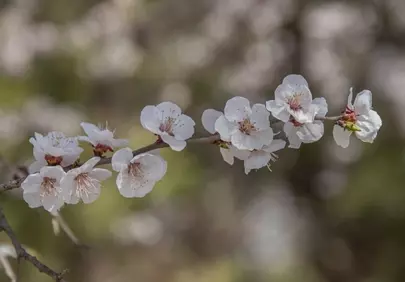 Delicate White Apricot Blossoms: A Springtime Symphony