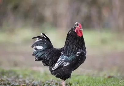 Majestic Black Rooster: Proud Barnyard King in Nature