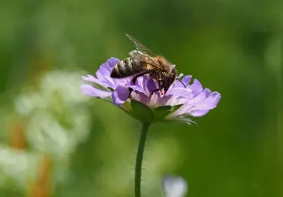 Vibrant Macro: Honeybee's Nectar Hunt on Pink Blossom