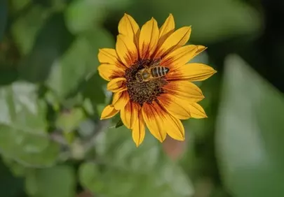Vibrant Sunflower Pollination: A Bee's Summer Day
