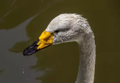 Majestic Swan: A Close-Up of Nature's Grace