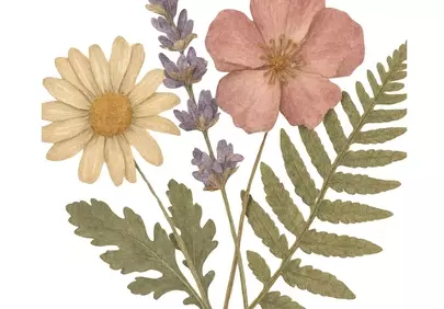 Exquisite Watercolor Botanical Art: Delicate Pressed Flowers & Fern