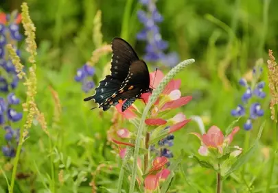 Vibrant Summer: Butterfly Pollinating Wild Blooms