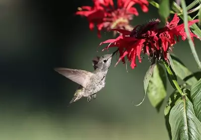 Vibrant Hummingbird Sips Nectar from Red Garden Flowers