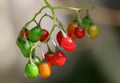 Vibrant Bittersweet Nightshade: A Colorful Yet Toxic Delight