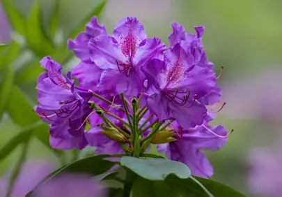 Vibrant Violet Rhododendron: Nature's Summer Blossom Close-Up