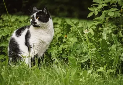 Striking Black and White Cat Prowls Lush Greenery