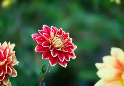 Vibrant Red Dahlia Blossom: Nature's Springtime Masterpiece