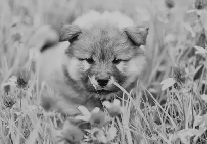 Adorable Eurasier Puppy: Black and White Charm in Nature
