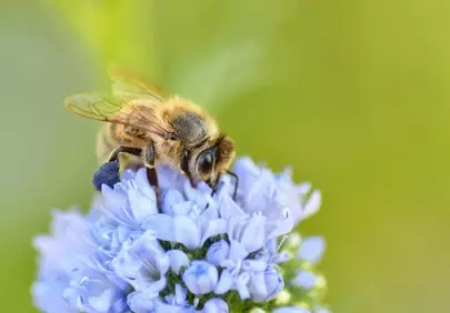 Vibrant Summer Scene: Bee Pollinating Delicate Blue Flowers