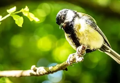Vibrant Songbird on Branch: Charming Nature Background