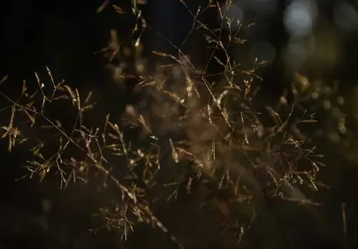 Enchanting Autumn Grasses: Sunlit Bokeh Nature Close-up