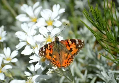Vibrant Painted Lady Butterfly on White Spring Blossoms