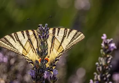 Stunning Butterfly on Lavender: A Macro Spring Delight