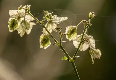 Enchanting Backlit Wildflower: A Delicate Spring Macro