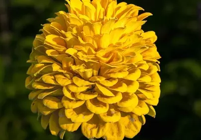 Vibrant Yellow Dahlia: A Summer Garden Masterpiece