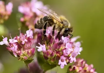 Vibrant Honey Bee Pollinating Wildflowers in Macro Detail