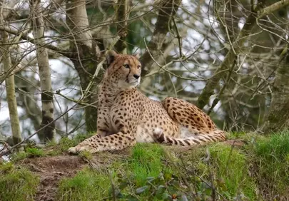 Majestic Cheetah Resting: Wild Beauty in Nature's Embrace