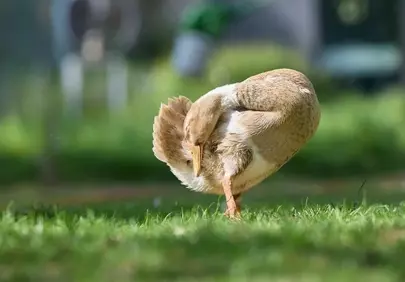Charming Indian Runner Duck Preening in Sunny Garden