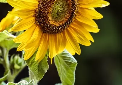Radiant Sunflower: A Close-Up of Summer's Golden Glory