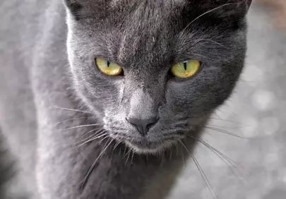 Striking Gaze: Intense Gray Cat Portrait Outdoors