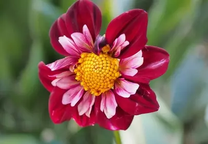 Vibrant Red Dahlia Bloom: Summer Garden Macro