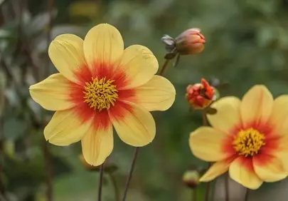 Vibrant Summer Dahlia: Golden Hour Beauty