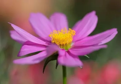 Vibrant Pink Cosmos Macro: Nature's Delicate Spring Beauty