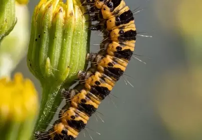 Vibrant Caterpillar Devouring a Yellow Bud in Macro