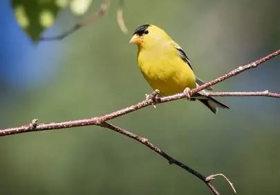 Vibrant American Goldfinch: A Symbol of Summer's Joy