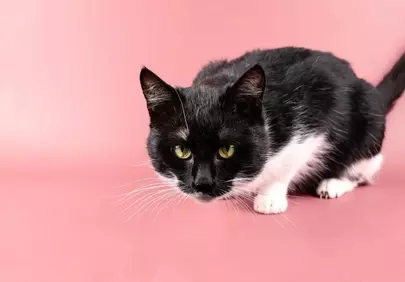 Charming Black and White Cat on Pink: A Playful Gaze