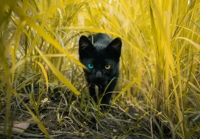 Striking Heterochromia: Black Cat's Hypnotic Gaze in Golden Grass