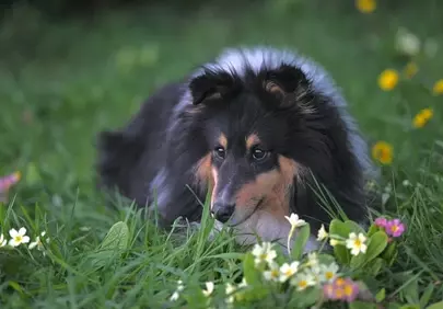 Charming Shetland Sheepdog Relaxing in a Meadow