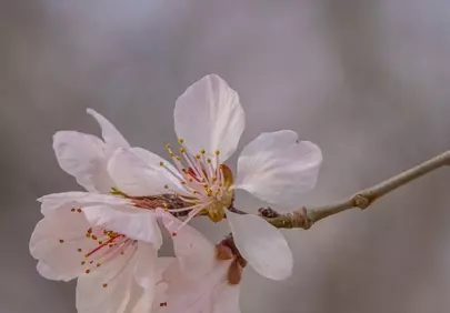 Delicate Peach Blossoms: Macro Beauty of Spring Bloom