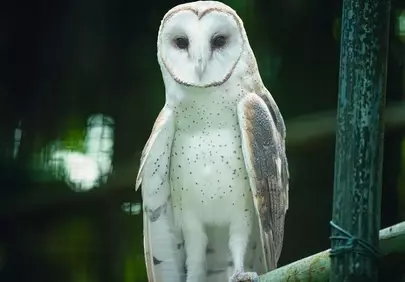 Mystical Barn Owl: Nocturnal Beauty Perched in Nature's Embrace