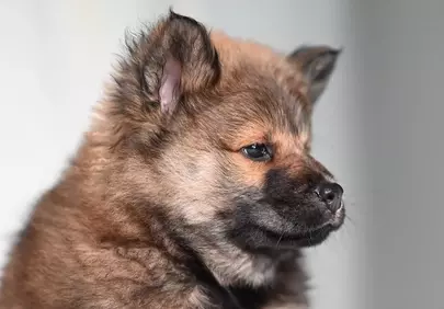 Adorable Eurasier Puppy: A Glimpse of Canine Charm