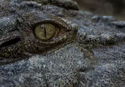 Intense Gaze: Predator's Eye in the Wild