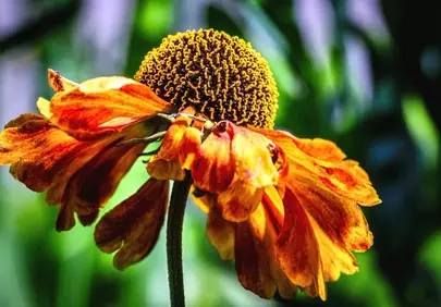 Vibrant Autumn Bloom: A Fiery Sunset Flower Wallpaper