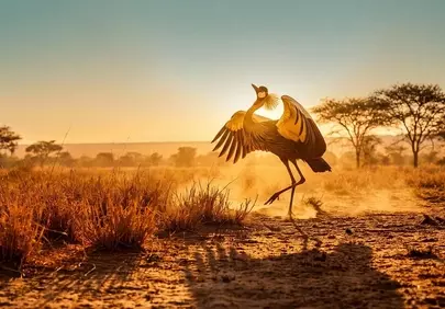 Majestic Crowned Crane Dances in Golden African Sunset