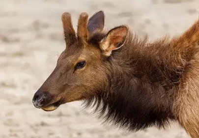 Majestic Elk Encounter: A Wildlife Spectacle on Cannon Beach