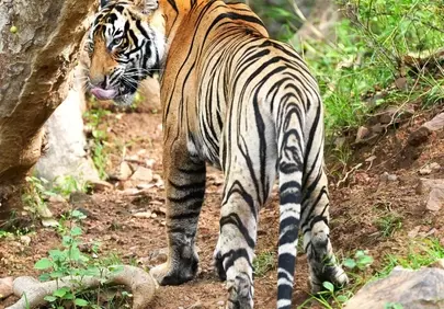 Majestic Bengal Tiger: A Glimpse into the Wild
