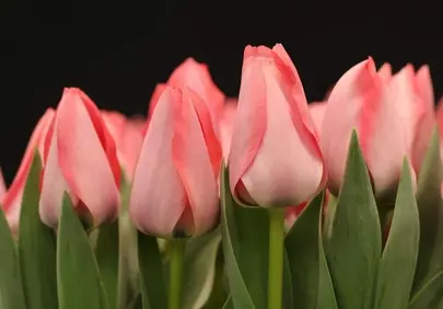 Exquisite Pink Tulips: Nature's Delicate Spring Masterpiece
