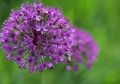 Vibrant Purple Allium Blooms: Bee Pollination Macro