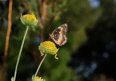 Vibrant Butterfly Pollinating on a Brilliant Yellow Flower