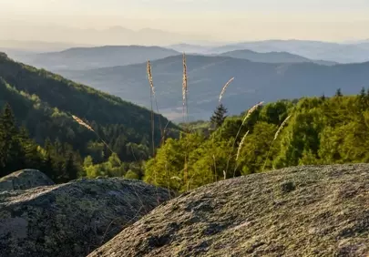 Breathtaking Mountain Vistas: Serene Forest Landscape at Sunset