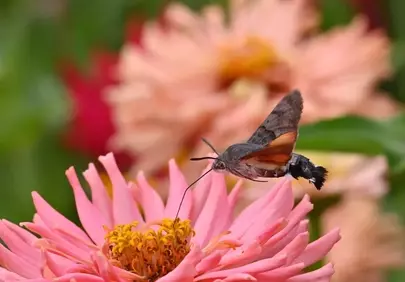 Hummingbird Hawk-Moth: Delicate Pollination in a Vibrant Zinnia Garden